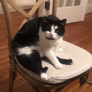 Meet your Posher, Bella